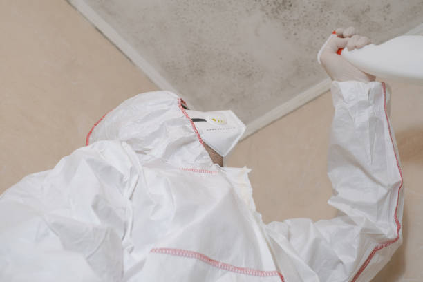 Attic Mold Removal in Gunnison, UT